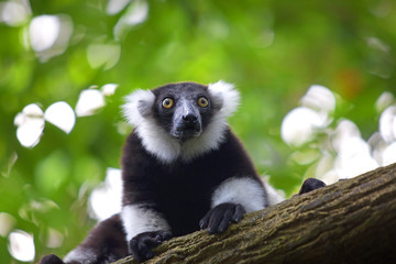 Lemur © Kjersti