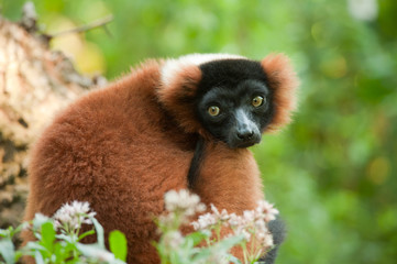 Beautiful red ruffed lemur © Eric Gevaert