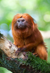 Obraz premium golden lion tamarin
