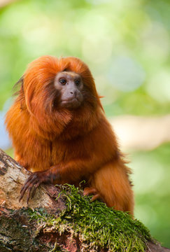 Golden Lion Tamarin