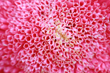 Pink flower