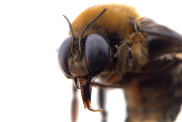 bumble bee head macro