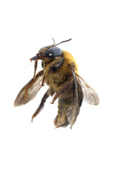 insect humble bee