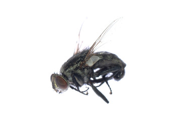 dead fly insect