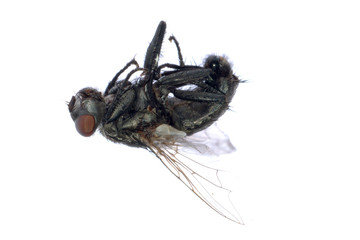 dead fly insect