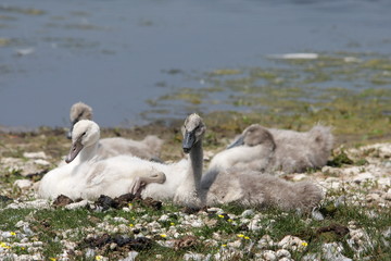 Jeune cygne tuberculé (Cygnus olor)