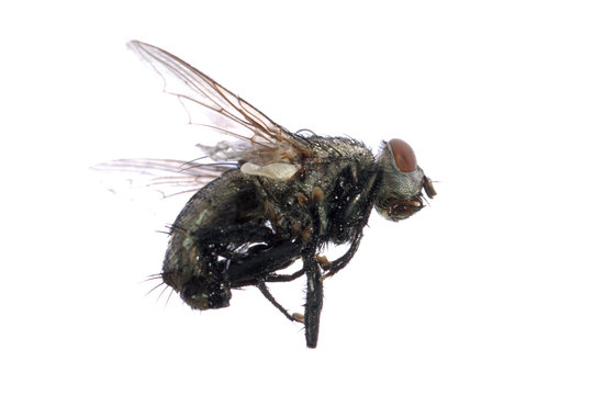 dead fly insect