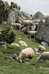 Obraz premium Troupeau de moutons,Pyrénées