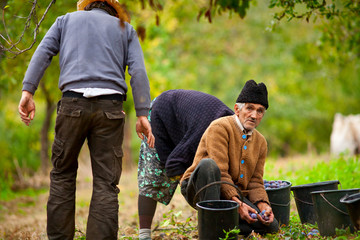 Rural family harvesting plums