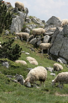 Troupeau de moutons,Pyr&eacute;n&eacute;es