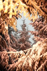 Tannenbaum mit natürlicher Rahmung orange