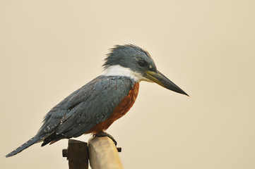 Obraz premium Rotbrustfischer