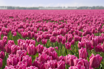 Field of purple tulips in the Netherlands