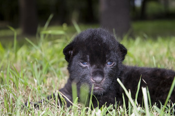 Baby black jaguar (Panthera onca) in the grass © belizar