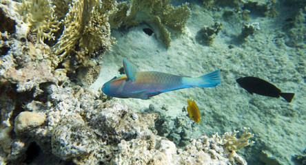 coral coast