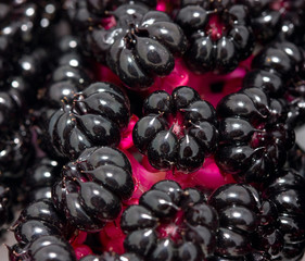Phytolacca americana berries close-up macro.