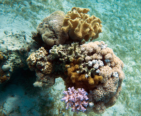 Fototapeta premium Coral reef in Egypt