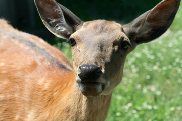 Obraz premium fallow deer