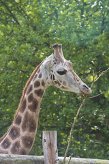 Giraffe portrait