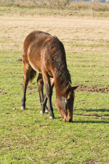 Fototapeta premium cheval au champs