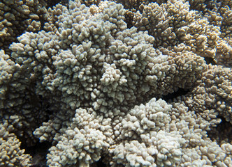 coral coast