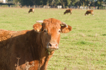 vache au champs