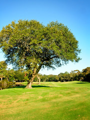 Tall Lone Tree in the Middle of a Field