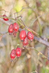 fruit sauvages d'automne