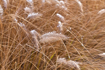 frozen pampa grass in wintertime