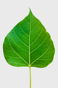 Pipal leaf