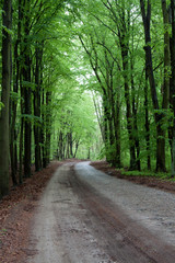 Waldweg im grünen Buchenwald
