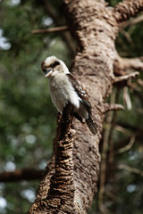 kookaburra