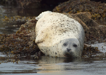 Harbour seal