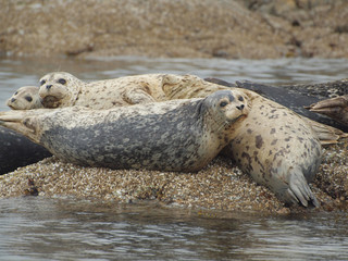 Fototapeta premium Harbour seals