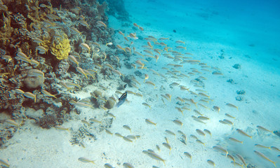 coral coast