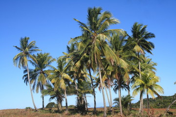 Fototapeta premium Buquê de coqueiros - Itacaré - Bahia = Brasil