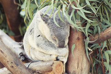 Sleeping koala