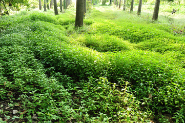 particolare paesaggio 1294