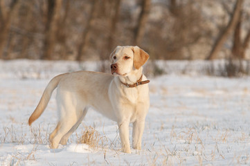 Junger Labrador im Schnee