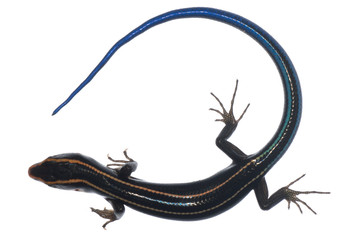 blue tail skink lizard
