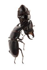 stag beetle fighting