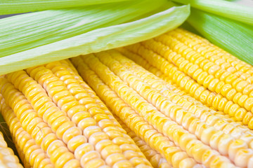 Freshly harvested corn, close up.