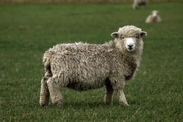 Fototapeta premium sheep grazing