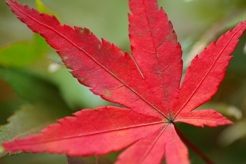 紅葉 (小石川植物園)