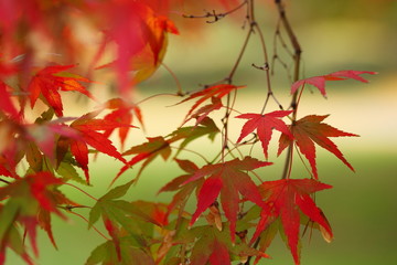 紅葉 (小石川植物園)
