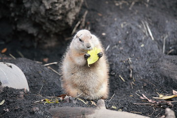 プレーリードック (上野動物園)