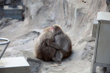 ニホンザル (東京・上野動物園)