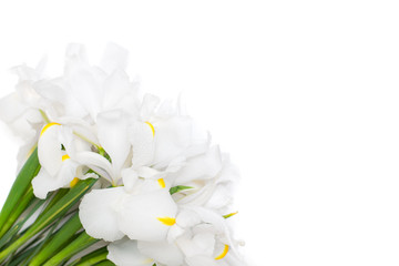 white floral background with iris flowers isolated for white