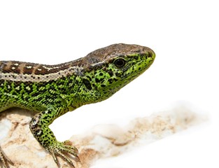 Zauneidechse, Lacerta agilis
