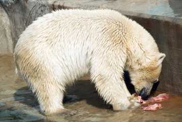 Polar bear